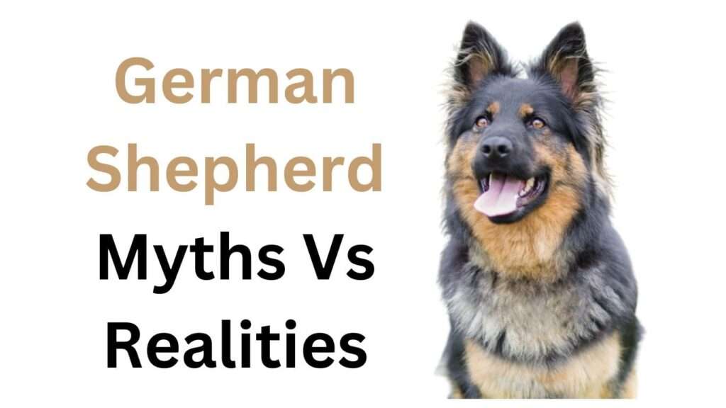 German Shepherd: Myths Vs Realities