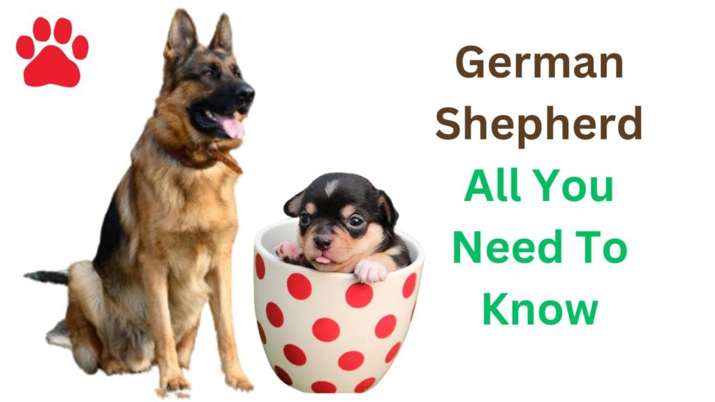 German Shepherd – All You Need To Know