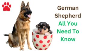 German Shepherd – All You Need To Know