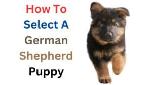 How To Select A German Shepherd Puppy