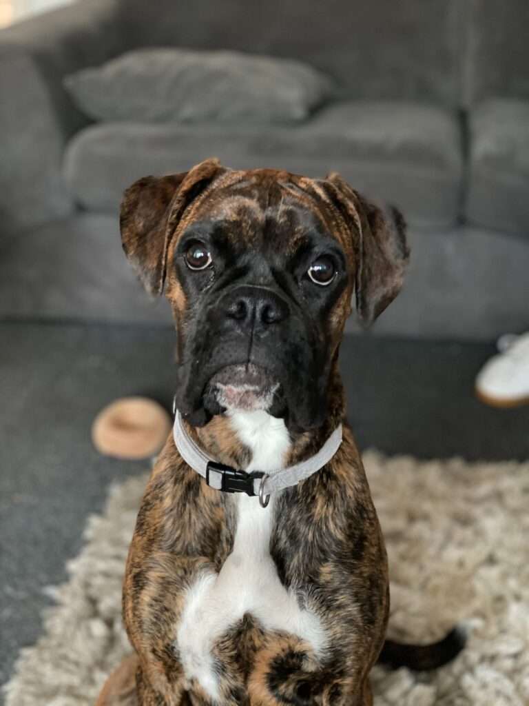 Boxer