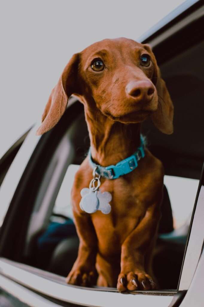 Dachshund