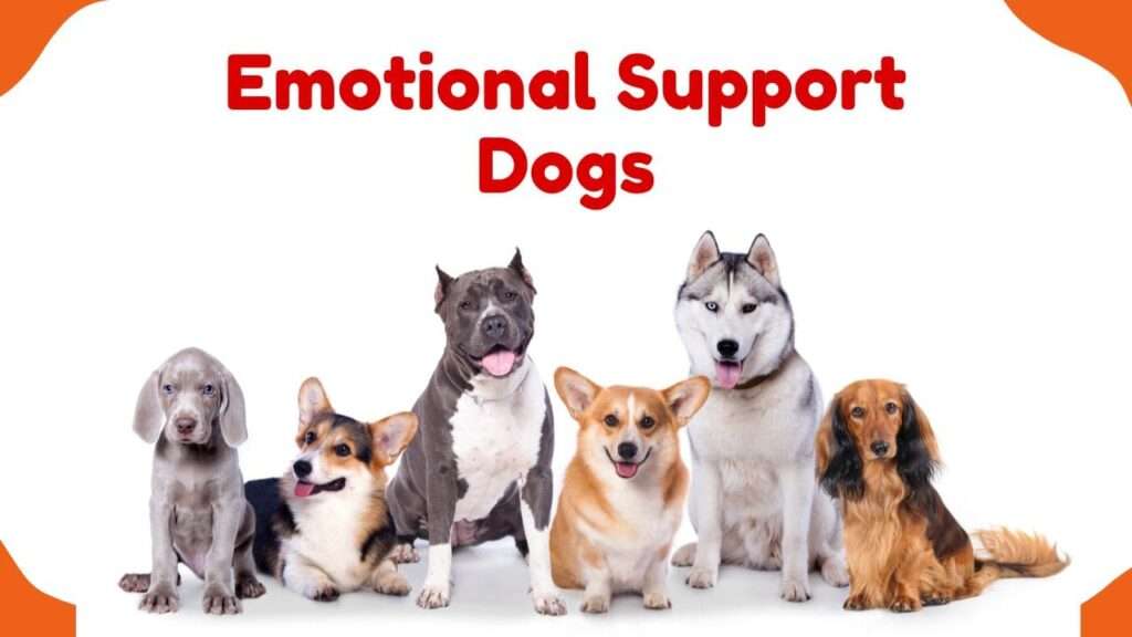 Emotional Support Dogs