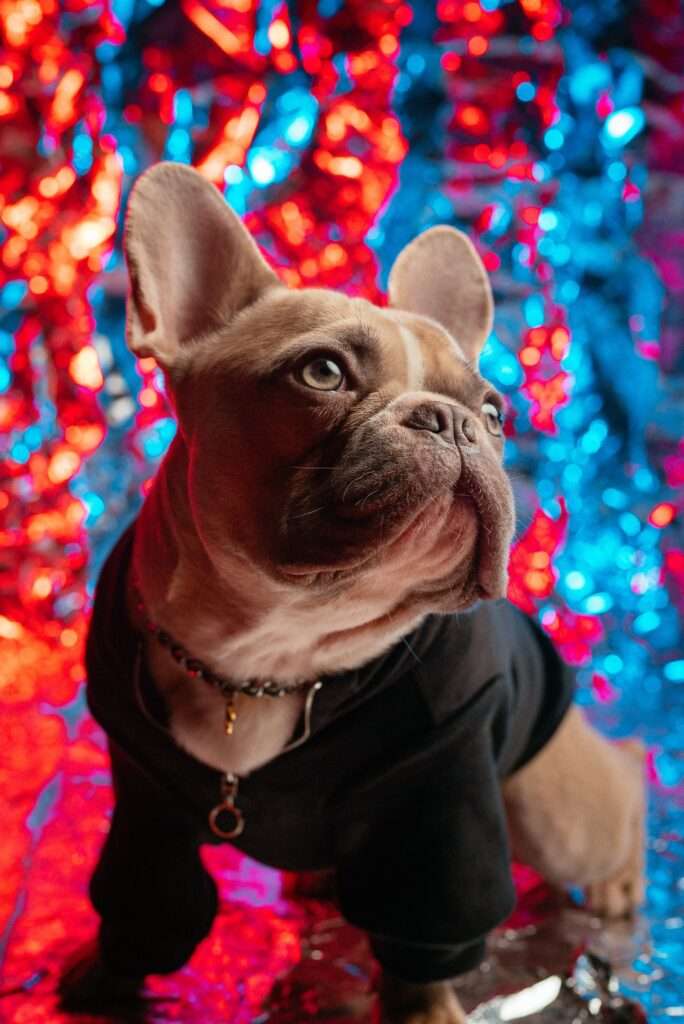 French Bulldog