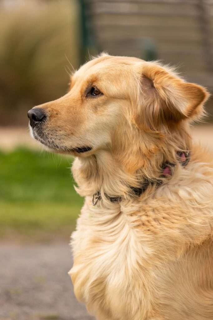 Golden Retriever