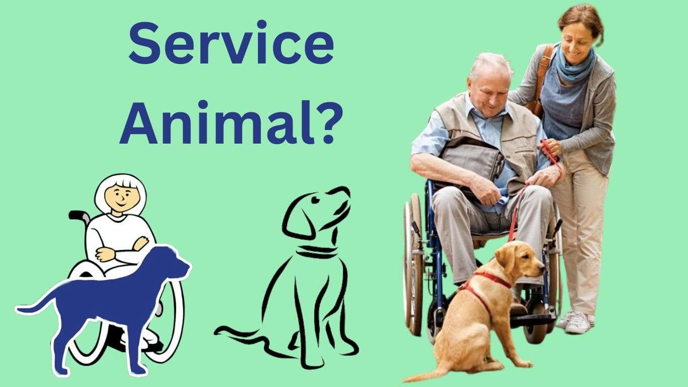 What is a Service Animal?