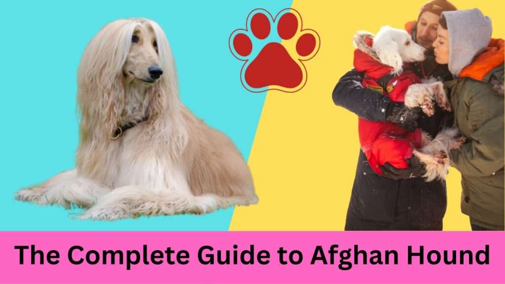 Afghan Hound