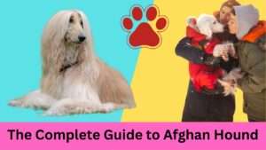 Afghan Hound