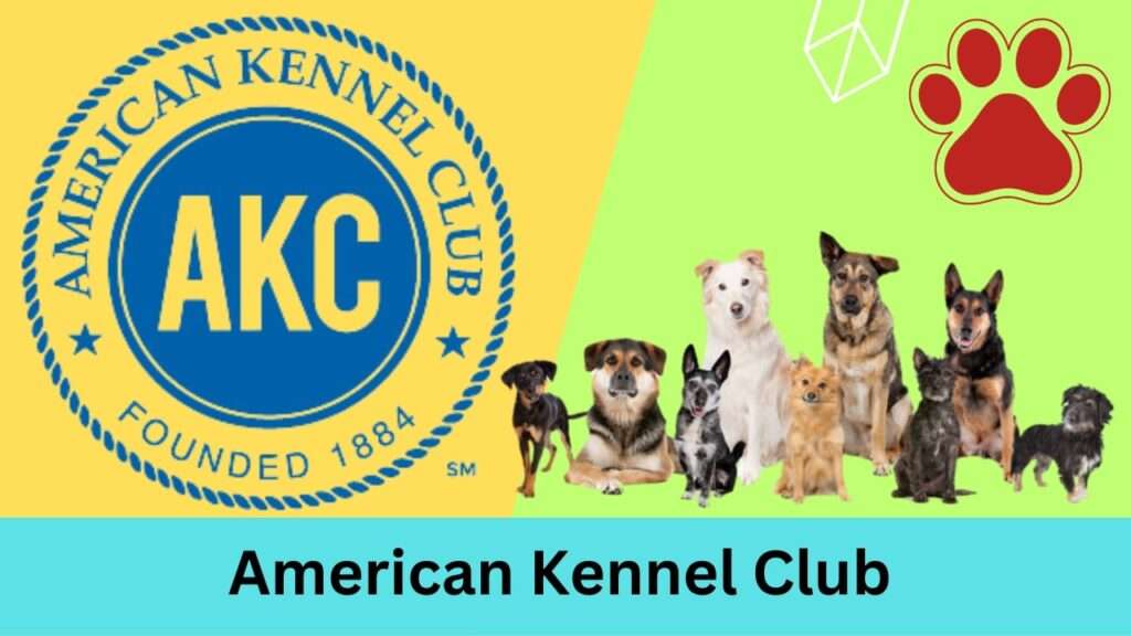 American Kennel Club (AKC)