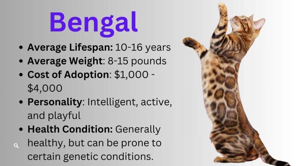 A striking Bengal cat with leopard-like spots and a sleek, muscular body, prowling with an air of elegance.