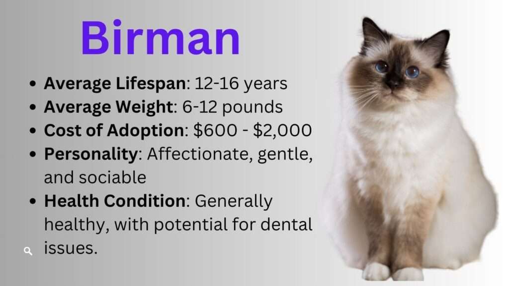 A charming Birman cat with striking blue almond-shaped eyes and semi-long, silky fur, radiating warmth and affection.