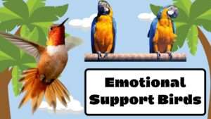 Emotional Support Birds