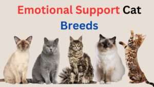 A collage of various emotional support cat breeds, showcasing their unique characteristics and personalities.