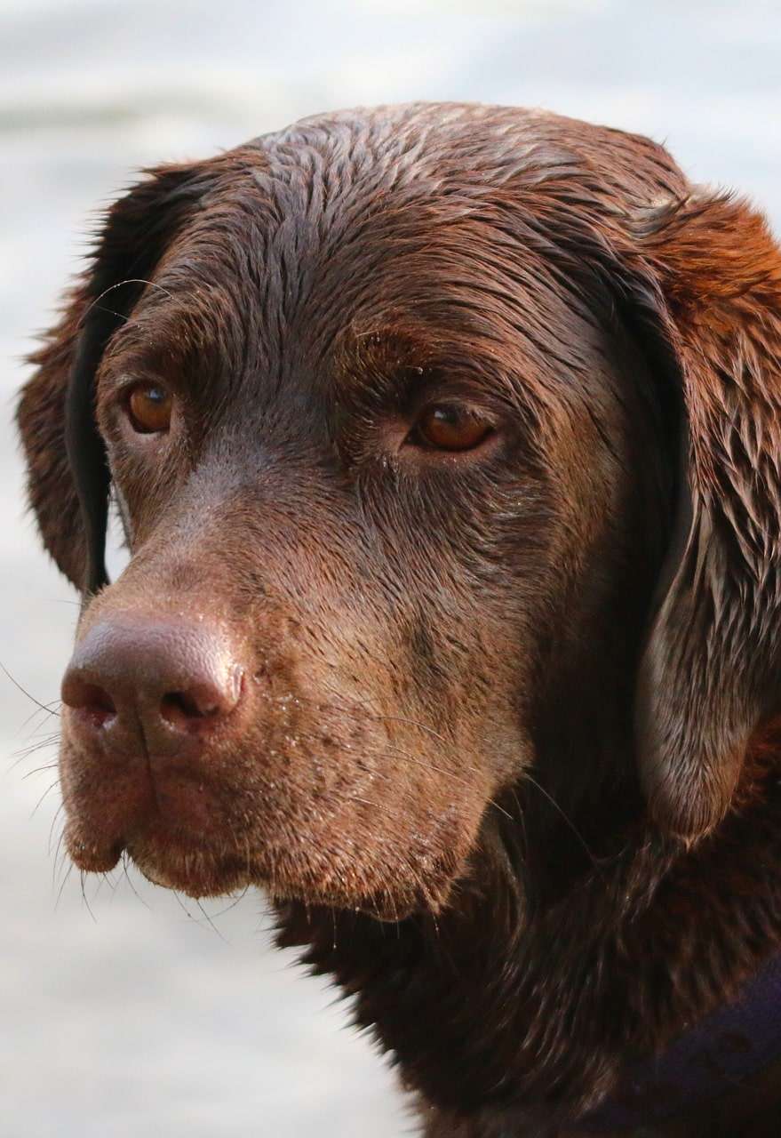 German Shorthaired Pointers