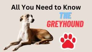 Greyhound