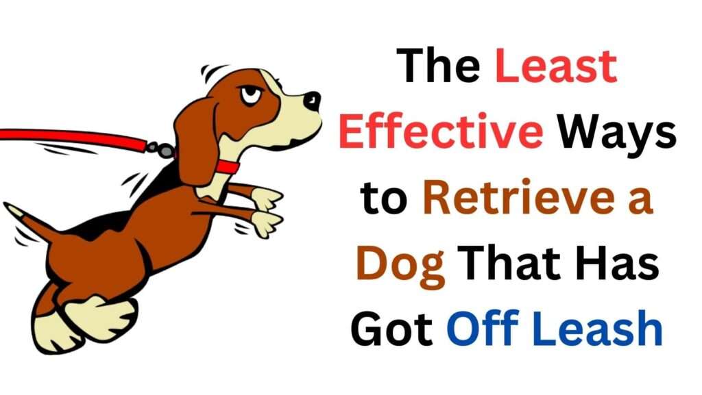 The Least Effective Ways to Retrieve a Dog That Has Got Off Leash