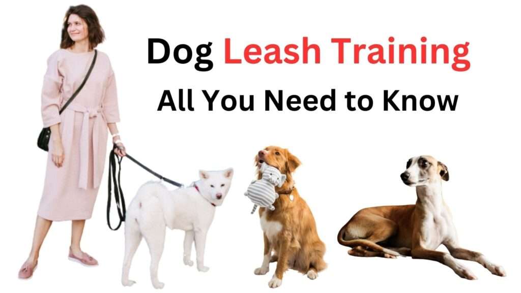 Dog Leash Training: All You Need to Know