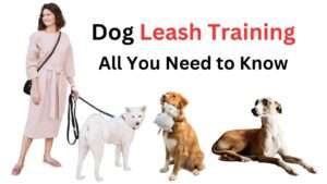 Dog Leash Training: All You Need to Know