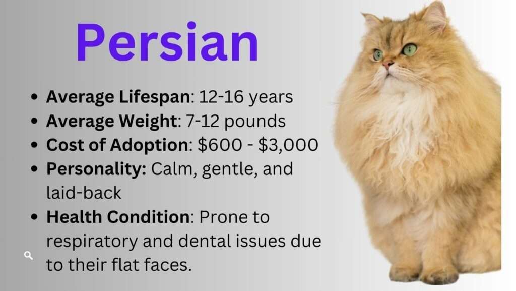 A luxurious Persian cat with a silky, long coat and a serene expression, reclining on a plush cushion.