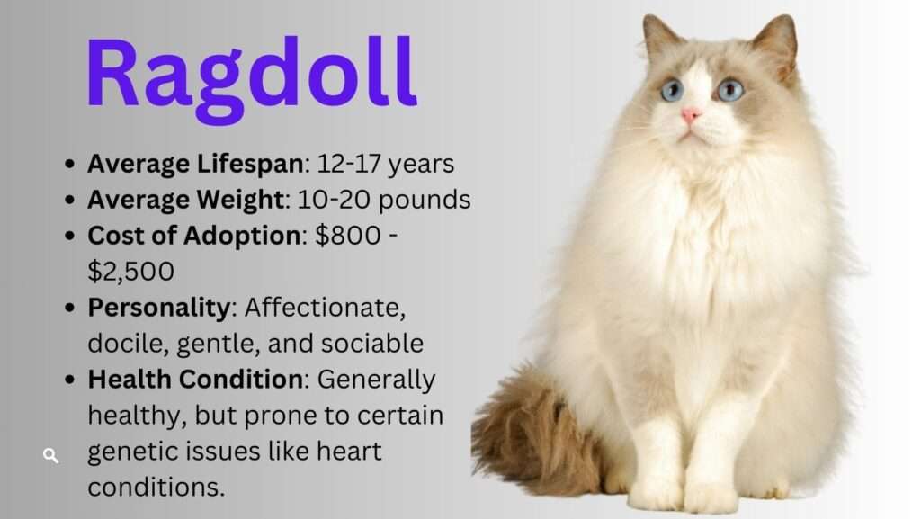 An adorable Ragdoll cat with striking blue eyes and a silky cream-colored coat, resting peacefully on a soft, plush blanket.