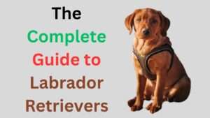 The Complete Guide to Labrador Retrievers