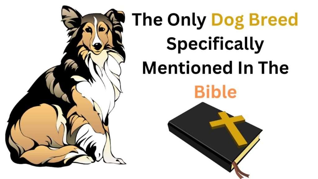 The Only Dog Breed Specifically Mentioned In The Bible