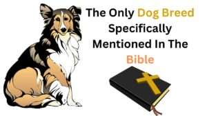 The Only Dog Breed Specifically Mentioned In The Bible