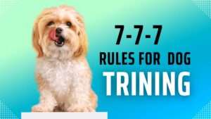 777 Rule for Dog Training