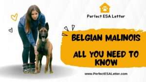 Belgian Malinois | All You Need to Know