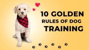 10 Golden Rules of Dog Training