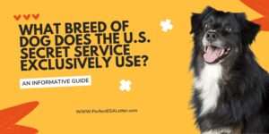 What Breed of Dog Does The U.S. Secret Service Exclusively Use?