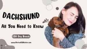 Dachshund Dog Breed