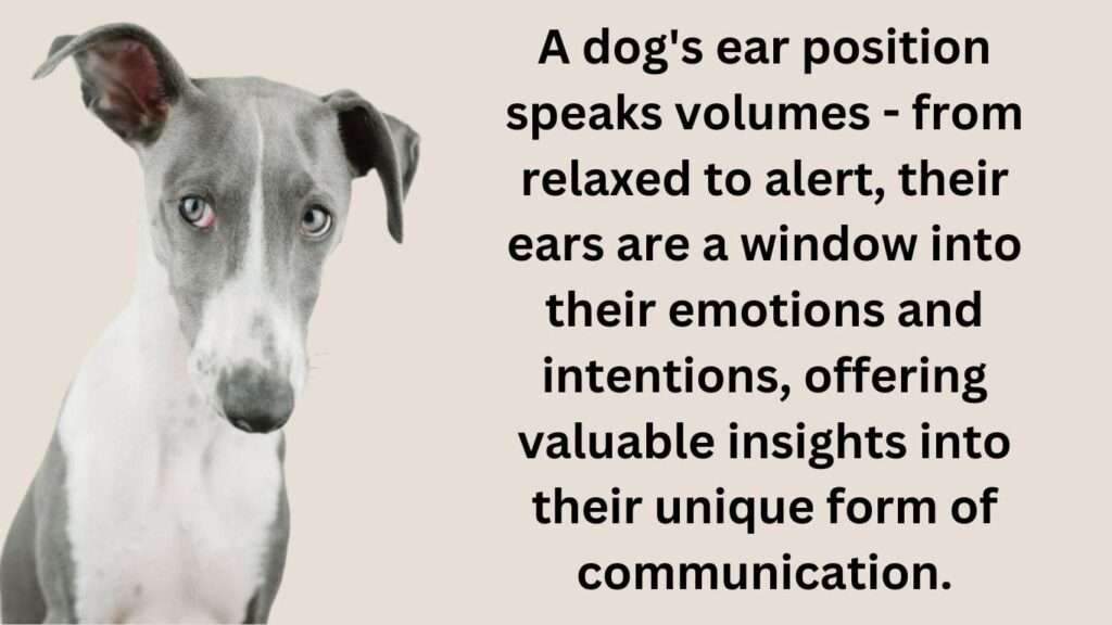 Dog Ear Position