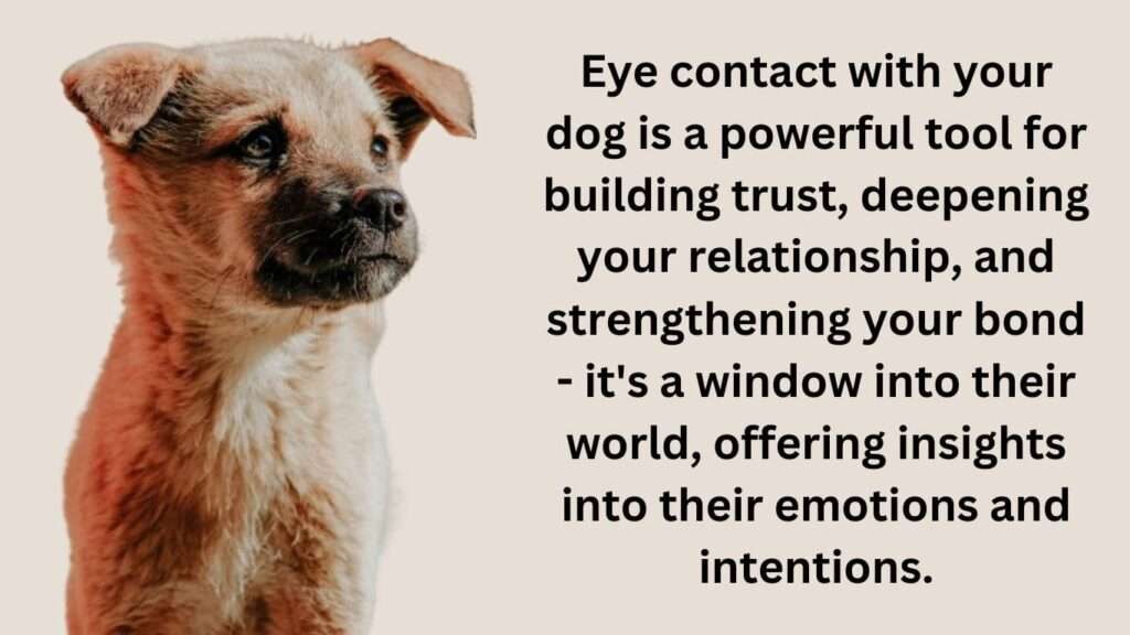 Dog Eye Contact