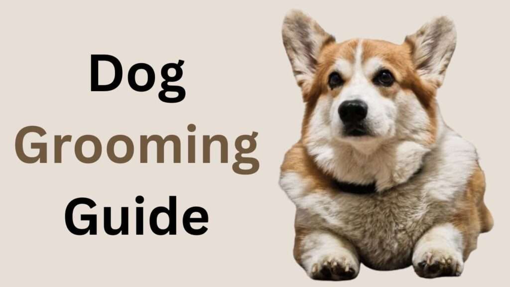 Dog Grooming Guide