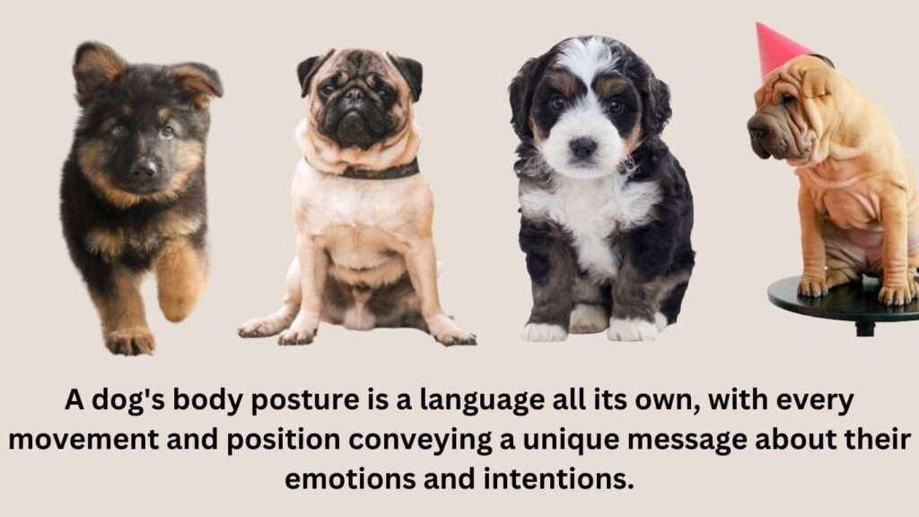 Dog's Body Posture