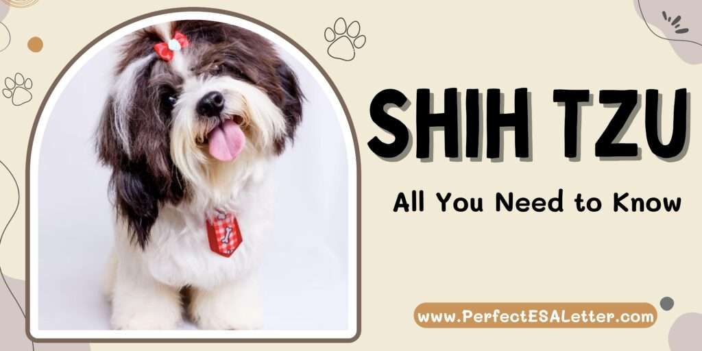 Shih Tzu | All You Need to Know