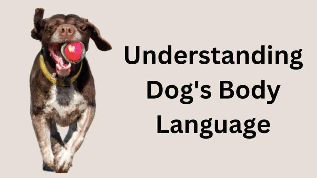 Understanding Dog's Body Language