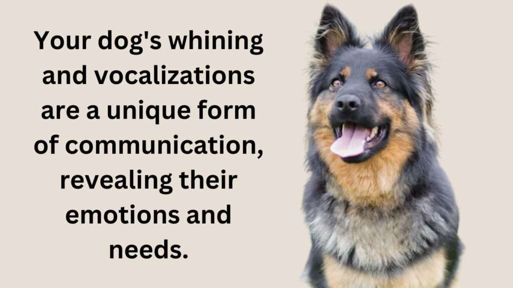 Whining and Vocalizations