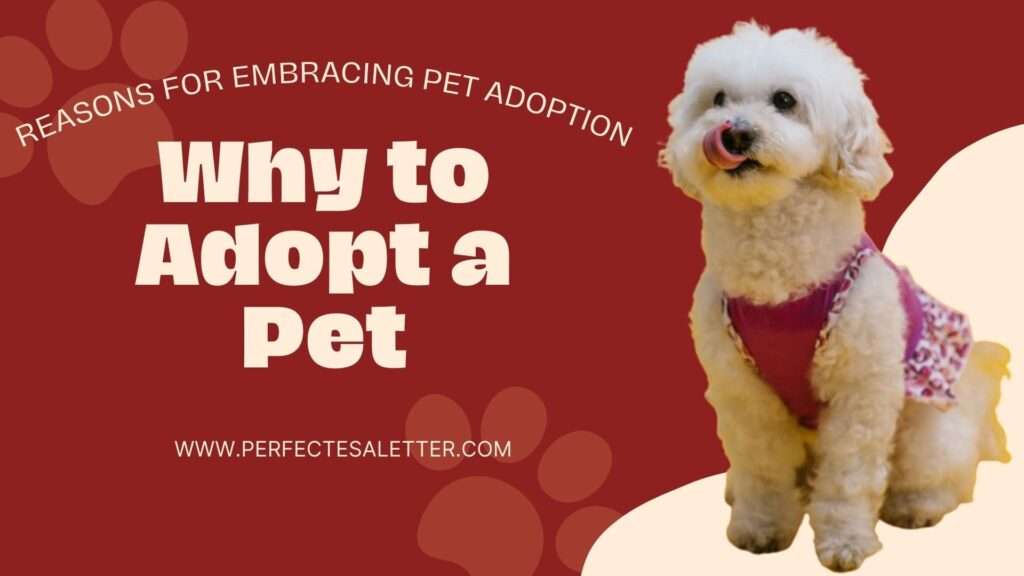 Why to Adopt a Pet