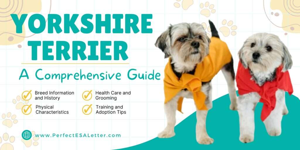 Yorkshire Terrier