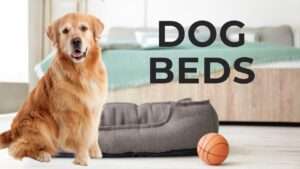 Dog Beds | Everything Pet Lovers Need To Know