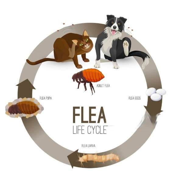 Dog Flea Life Cycle