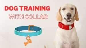 Dog Training With Collar
