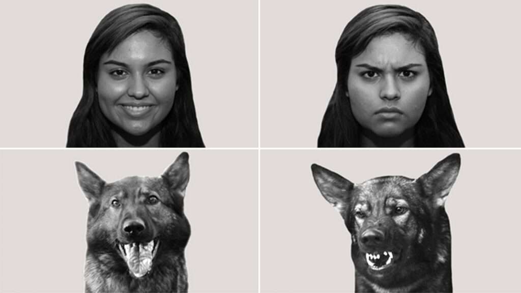 Dogs Can Understand Human Emotions