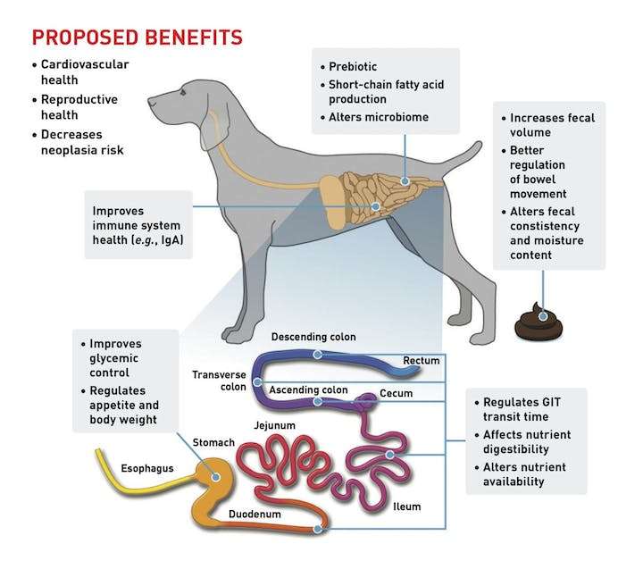 Fiber Rich Dog Foods