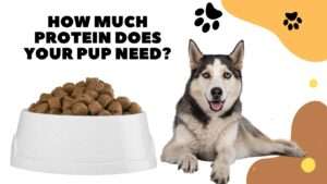How Much Protein Does Your Pup Need?