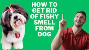 How to Get Rid of Fishy Smell From Dog