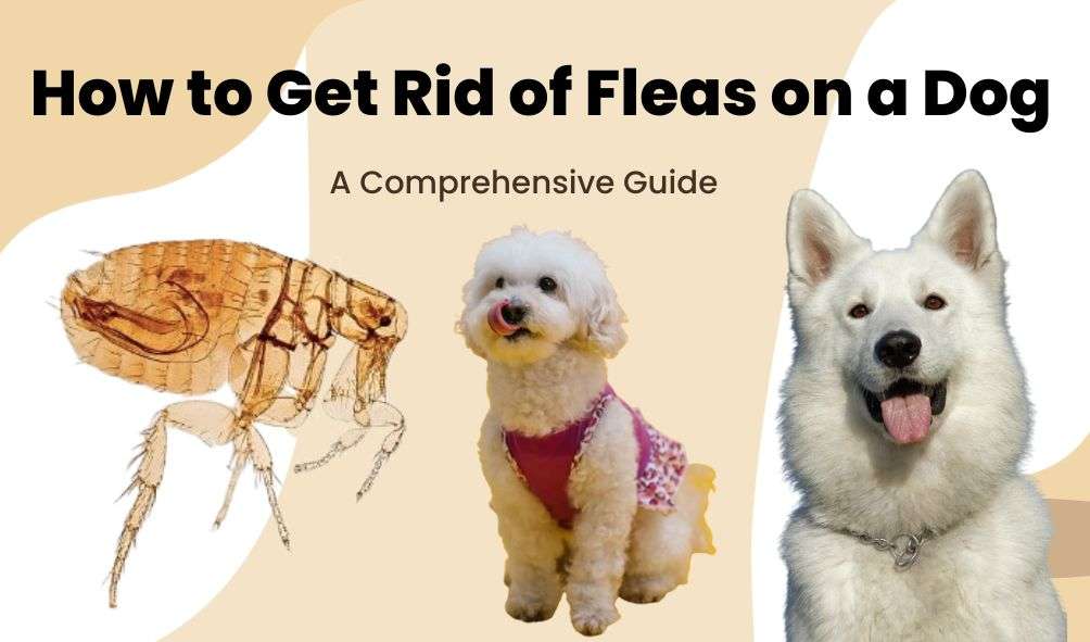 How to Get Rid of Fleas on a Dog | A Comprehensive Guide