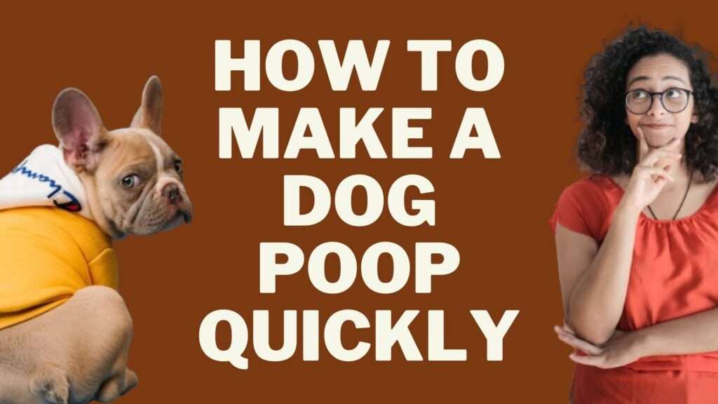 How to Make a Dog Poop Quickly